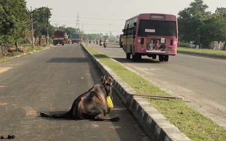 விபத்தில் சிக்கி 2 நாட்களாக தூத்துக்குடி - நெல்லை சாலையில் தவிக்கும் பசுமாடு - காப்பாற்ற வேண்டும் கால்நடை பராமரிப்புத்துறை