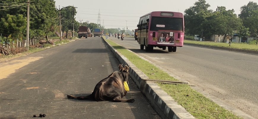 விபத்தில் சிக்கி 2 நாட்களாக தூத்துக்குடி - நெல்லை சாலையில் தவிக்கும் பசுமாடு - காப்பாற்ற வேண்டும் கால்நடை பராமரிப்புத்துறை