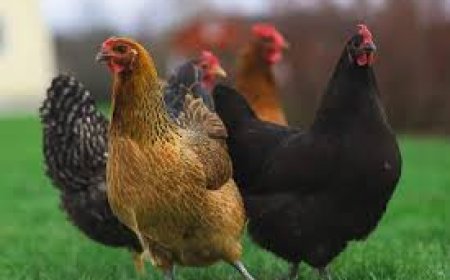 நாசரேத் அருகே கோழி காணாமல் போன விவகாரம் வாலிபருக்கு சரமாரி அரிவாள் வெட்டு