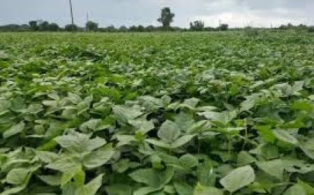 சித்திரை பட்டத்தில் உளுந்து பயிரிட்டால் அதிக மகசூல் பெறலாம் - உதவி இயக்குநர் சுரேஷ் தகவல்