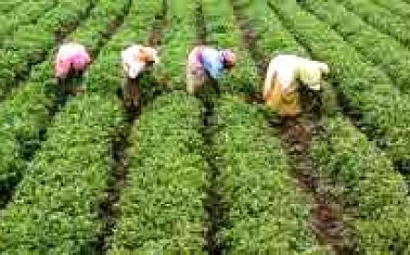 விவசாய நிலங்களையும், இந்து கோவில்களையும் யானை வழித்தடமாக மாற்ற முயற்சி - தொண்டாமுத்தூர் விவசாயிகள் கண்டனம்