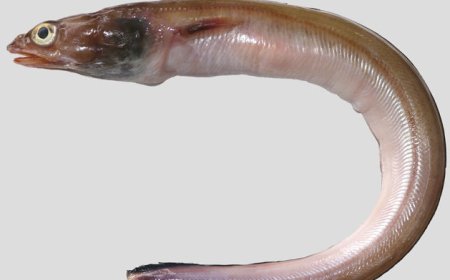 தூத்துக்குடி கடல்பகுதியில் கண்டுபிடிக்கப்பட்ட புதிய வகை விலாங்கு மீன் ’’அரியோசோமா தூத்துக்குடியன்ஸ்’’