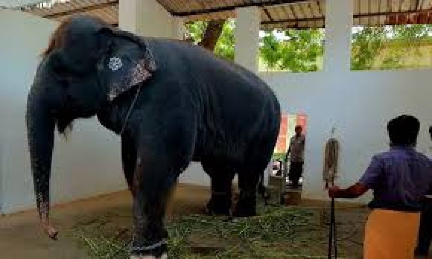 திருச்செந்தூர் கோவில் யானை தாக்கியதில் பாகன், அவரது உறவினர் பலி