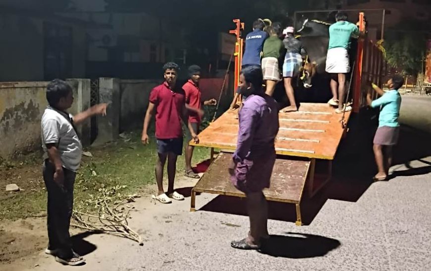தூத்துக்குடி சாலைகளில் சுற்றித்திரியும் கால்நடைகளை மாநகராட்சி ஊழியர்கள் பிடித்து சென்றனர்