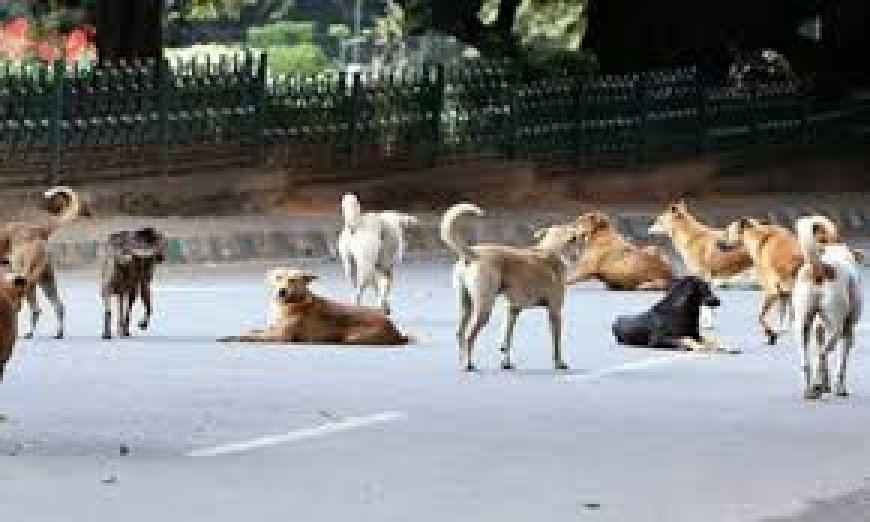 கொலை வெறிபிடித்த நாய்களிடமிருந்து மக்களை காப்பாற்ற வேண்டியது அவசியம்