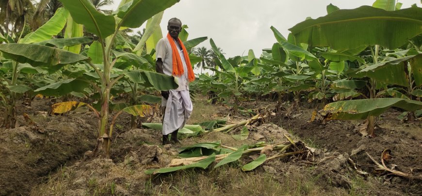 தூத்துக்குடி அருகே வாழை, நெல் பயிர்களை நாசம் செய்யும் காட்டுப்பன்றிகள் - அரசு தலையிட்டு அப்புறப்படுத்த கோரிக்கை