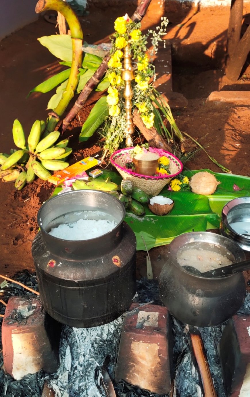 உலகெங்கும் கோலாகலமாக பொங்கல் விழா – தமிழகமெங்கும் திருவிழா சூழல்