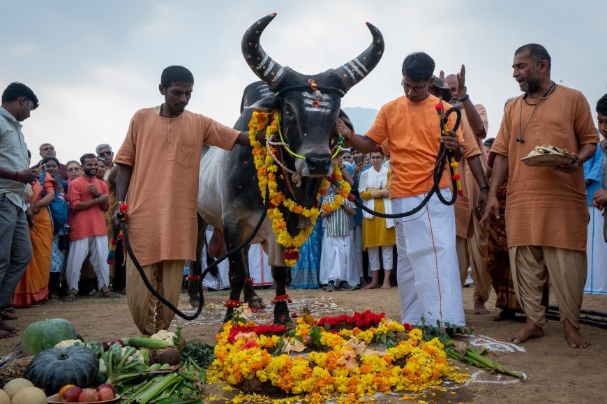 ஈஷாவில் பொங்கல் திருவிழா: கவனம் ஈர்த்த நாட்டு மாடுகள், கிராமிய கலை நிகழ்ச்சிகள், வெளிநாட்டவரின் சிலம்பம்!