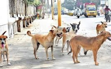 ஆக்ரோஷ வெறிநாய்களை கருணைக்கொலை செய்யலாம் - உறுதிப்படுத்திய உச்ச நீதிமன்றம்