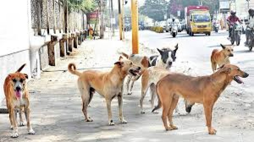 ஆக்ரோஷ வெறிநாய்களை கருணைக்கொலை செய்யலாம் - உறுதிப்படுத்திய உச்ச நீதிமன்றம்