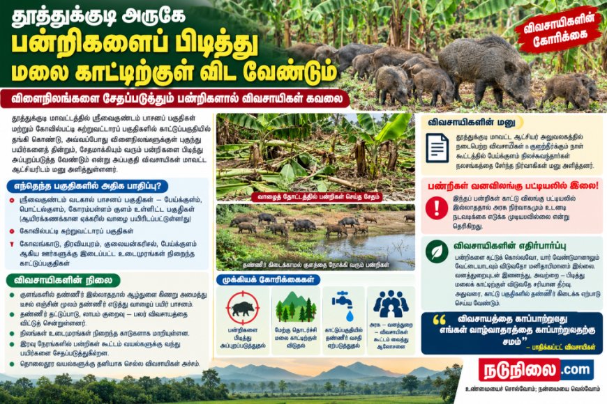 விளைநிலங்களுக்குள் புகுந்து பயிர்களை சேதப்படுத்தும் பன்றிகளை பிடித்து மலைக்காட்டில் விட வேண்டும் – விவசாயிகள் கோரிக்கை